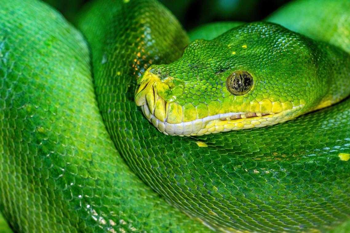 Python Llekomiss Code